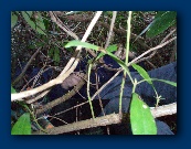 Well hidden or what?